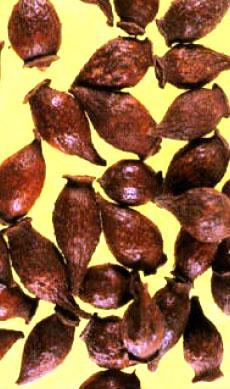 Jinyingzi